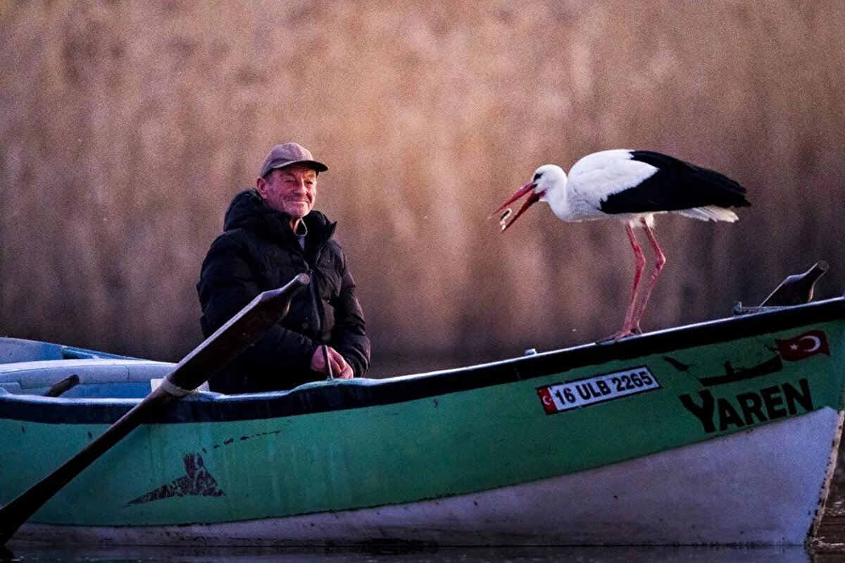 Öte yandan, Türkiye’yi Avrupa Leylek Köyleri Birliğinde temsil eden tek köy olan Bursa’nın Karacabey ilçesine bağlı Eskikaraağaç Leylek Köyü, her yıl göç döneminde on binlerce leyleğin geçtiği bir göç rotası üzerinde. Türkiye’nin 9.büyük gölü Uluabat kıyısındaki köy, aynı zamanda yerleşik leyleklere de ev sahipliği yapıyor.<br>Bundan 14 yıl önce, Uluabat Gölünde balık tutarken kayığına konan Yaren Leylek ile dostluğu başlayan Adem Yılmaz’ın tanık olduğu bu hikaye, fotoğraflanmasıyla birlikte uluslararası bir üne de kavuşmuştu. Hikâye, Yunanistan’da gölge oyunu olarak oynatılırken Avusturya ve Almanya’da ders kitaplarına konu oldu. 2019 yılında Burak Doğansoysal’ın filme aldığı ve Karacabey Belediyesi’nin katkılarıyla hazırlanan ‘Yaren’ adlı belgesel ise Prag Film Ödüllerinden en iyi belgesel ünvanlıyla dönmüştü. Geçtiğimiz yıl ise Karacabey Belediyesi, Balıkçı Adem ve Yaren Leylek’in heykelini yaptırarak, hikayenin köy meydanında ölümsüzleşmesini sağlamıştı.<br>Bursa Büyükşehir Belediyesi ve Uedaş da leyleklerin sağlıklı yaşamaları için tüm direklerde bakım ve onarım yaptı.<br>Sabah ilk ışıklarla birlikte kayığa konan ve balık yiyen Yaren daha sonra eşi Nazlı’nın yanına giderek yuvasında keyifli görüntüler verdi.