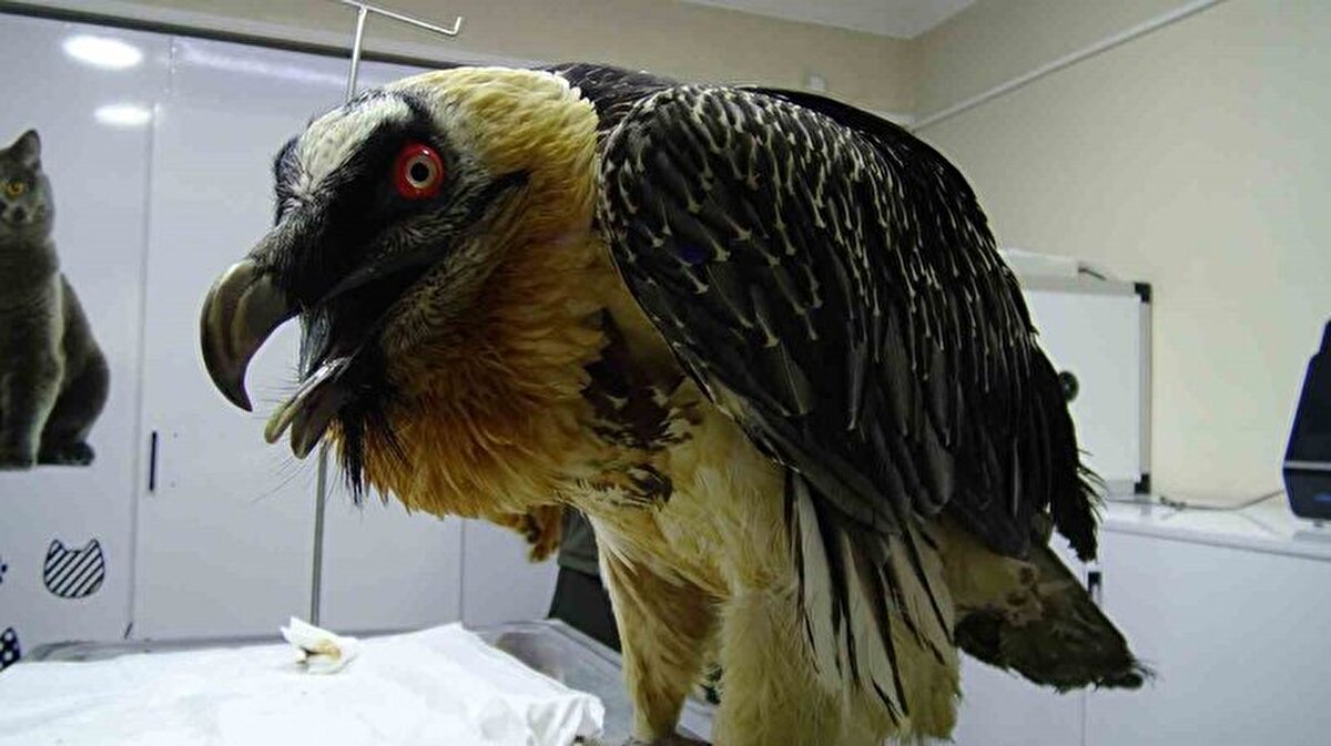 Sağ kanadı kırık ve enfekte olduğu belirlenen akbaba, Doğa Koruma ve Milli Parklar (DKMP) ekiplerine teslim edildi.