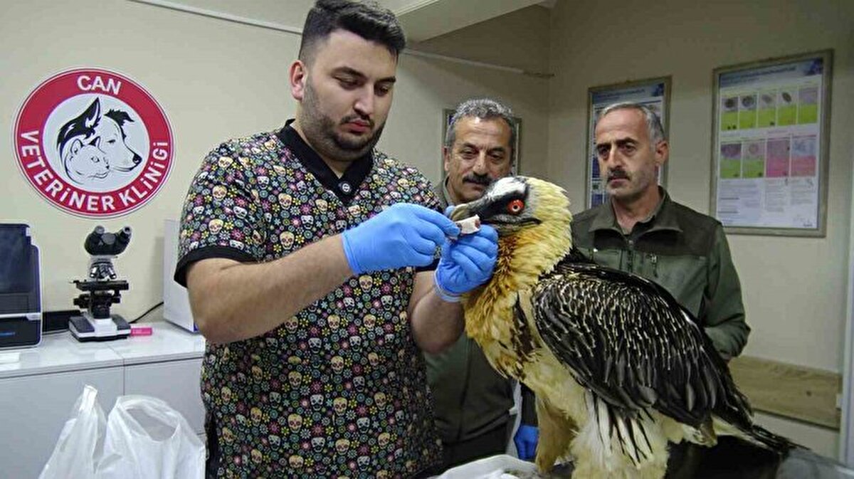 Veteriner hekim Can Berk Düzün tarafından yapılan muayenede, enfeksiyon nedeniyle kanadın kurtarılamayacağı anlaşıldı ve operasyonla ampute edilmesine karar verildi.