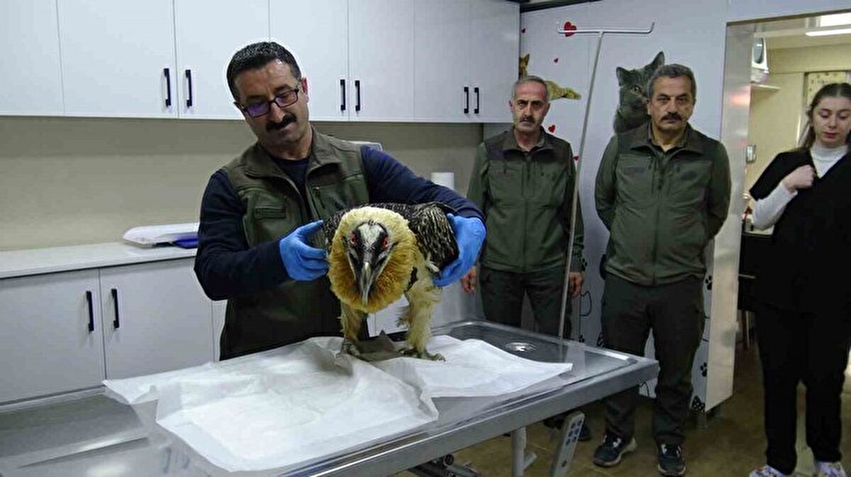 Sakallı akbabanın Artvin'de nadir görülen bir tür olduğunu vurgulayan Düzün, bu kuşun doğada görüntülenmesinin bile oldukça zor olduğunu belirterek "Maalesef, artık doğal ortamında değil, belirlenecek bir hayvanat bahçesinde yaşamını sürdürecek" dedi.