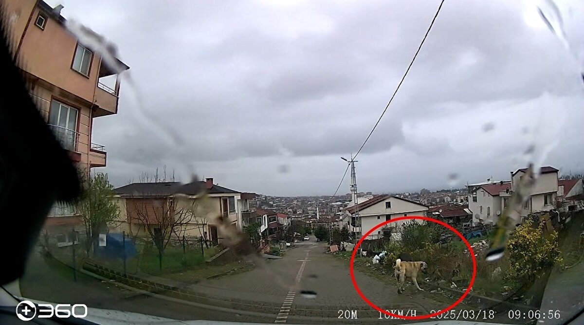 Bu arada Hamo'ya saldıran sahipsiz köpeklerin çocuğun etrafında görüldüğü anlar da araç içi kamerasına yansıdı.