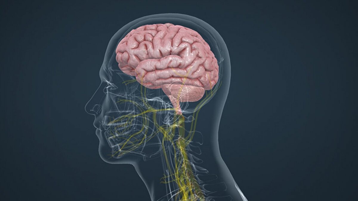 Chuang, "Çalışmamız, yaşlılarda dikkat ve içerdiği miyelinli sinir lifleri aracılığıyla farklı beyin bölgelerindeki nöronları birbirine bağlayan beyaz madde bütünlüğü için iyileştirilmiş hava kalitesinin potansiyel faydalarını göstererek bu bilimsel boşluğu dolduruyor" ifadesini kullanarak, daha iyi hava kalitesinin yaşlılarda beyin sağlığını ve bilişsel işlevi geliştirebileceğini kaydetti.