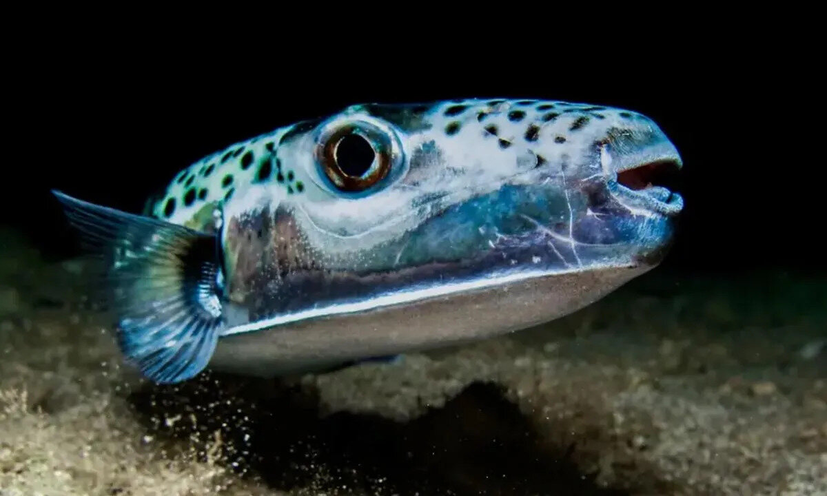 Balon balığının tehlikesi yalnızca ısırıklarıyla sınırlı değil. Vücudunda bulunan tetrodotoksin adlı nörotoksin, insanlar için son derece zehirli ve ölümcül olabiliyor. Yanlışlıkla tüketilmesi, ciddi zehirlenmelere ve hatta ölüme yol açabilir. Bu balık türü, iç organları ve etleriyle de büyük bir risk taşıyor.