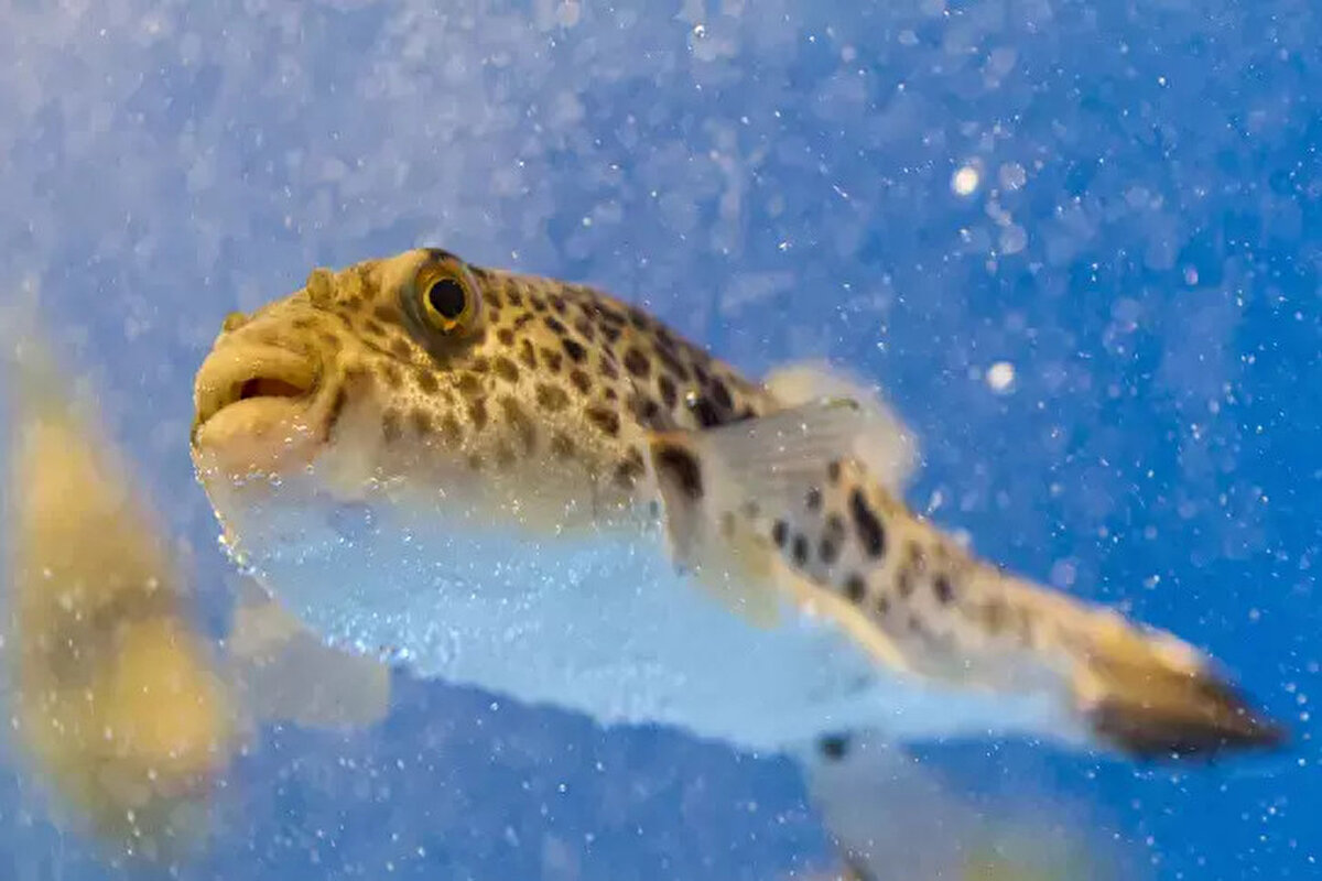 Acta Ichthyologica et Piscatoria dergisinde yayımlanan bir çalışmaya göre, bu balığın ısırığı, kalıcı hasarlara, hatta parmak kayıplarına yol açabiliyor. Çalışmanın ortak yazarı Dr. Neven Ivesa, “Yapılan son bulgular, balon balığının ısırığının kalıcı hasarlara neden olabileceğini ve parmak kopmalarına yol açabileceğini gösteriyor,” diyerek bu türün tehditlerini vurguladı.