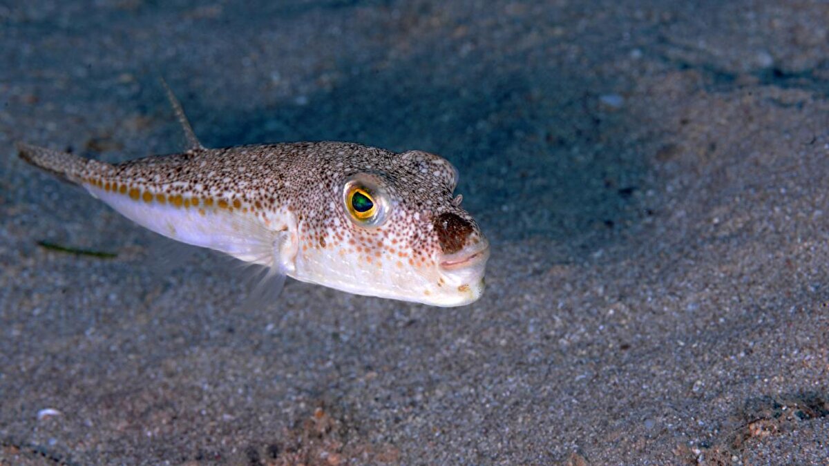 Bilim insanları, balon balıklarının üreme dönemlerinde kontrolsüz şekilde çoğaldığını ve bu durumun daha fazla tehlikeye yol açtığını belirtiyor. Uzmanlar, bu balıkların özellikle yüzme ve dalış yapılan bölgelerde ciddi tehlike oluşturduğunu, tatilcilerin bu alanlarda dikkatli olmaları gerektiğini ifade ediyor.
