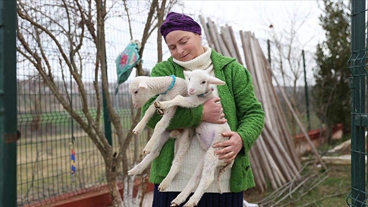 Uzun yıllar İstanbul'da yaşayan Aynur ve Cem Öztürk çifti, 6 yıl önce göç ettikleri köyde küçükbaş hayvan besiciliğine başladı.