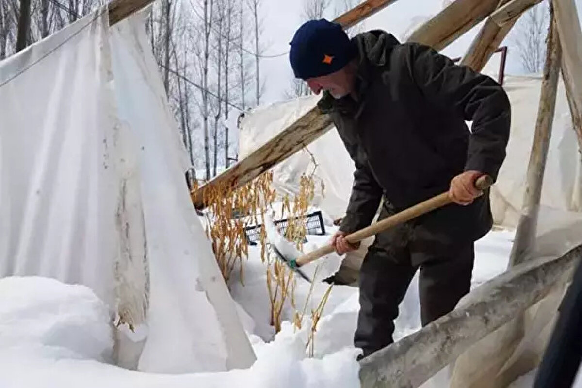 Sabah uyandığında gördüğü manzara karşısında şoke olan Öksüz, gönül verdiği çiftçilik işini artık yapamayacağını belirterek, büyük üzüntü duyduğunu dile getirdi.<br><br>"Ata tohumu memleket meselesi" diyerek ata tohumlarının devamı için çabalayan Öksüz'ün ata tohumları da çöken seranın altında kaldı. Ata tohumundan 7-8 çeşit fasulyeyi, 6 çeşit biberi, 4 çeşit salata-domatesi, 3 çeşit karpuzu serasında deneme yanılma yoluyla yetiştiren Öksüz, en büyük üzüntüsünün tohumların sera altında kalması olduğunu söyledi.