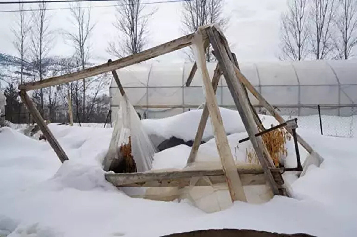 "ATA TOHUMLARININ SERANIN ALTINDA KALMASI BENİ DAHA ÇOK ÜZÜYOR"<br><br>Seracılık üzerine çok sayıda denemeler yaptığını, ata tohumları üretmek için çaba gösterdiğinin altını çizen Öksüz, "Gelinen noktada 60 yıllık çiftçilik hayatımız bitti gibi görünüyor. 3 seram kardan dolayı çöktü, karın altında kaldı. Daha önemlisi depo diye kullandığım seralarımın birinin içerisinde ata tohumlarım vardı. Onlar da karın altında kaldı, onlar beni seraların çökmesinden daha çok üzüyor. Göründüğü gibi ben herhalde daha çiftçilik yapamam, seralarım çöktü bunları yapmaya benim daha fırsatım da yok, imkanım da yok. Benim için herhalde bu iş burada biter" dedi.