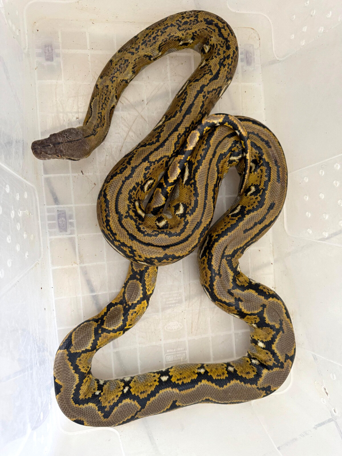 Yetkililer, karton kutu içerisinde gönderilen yılanın kim tarafından ve kime gönderildiğine ilişkin tahkikatın devam ettiğini belirtti.