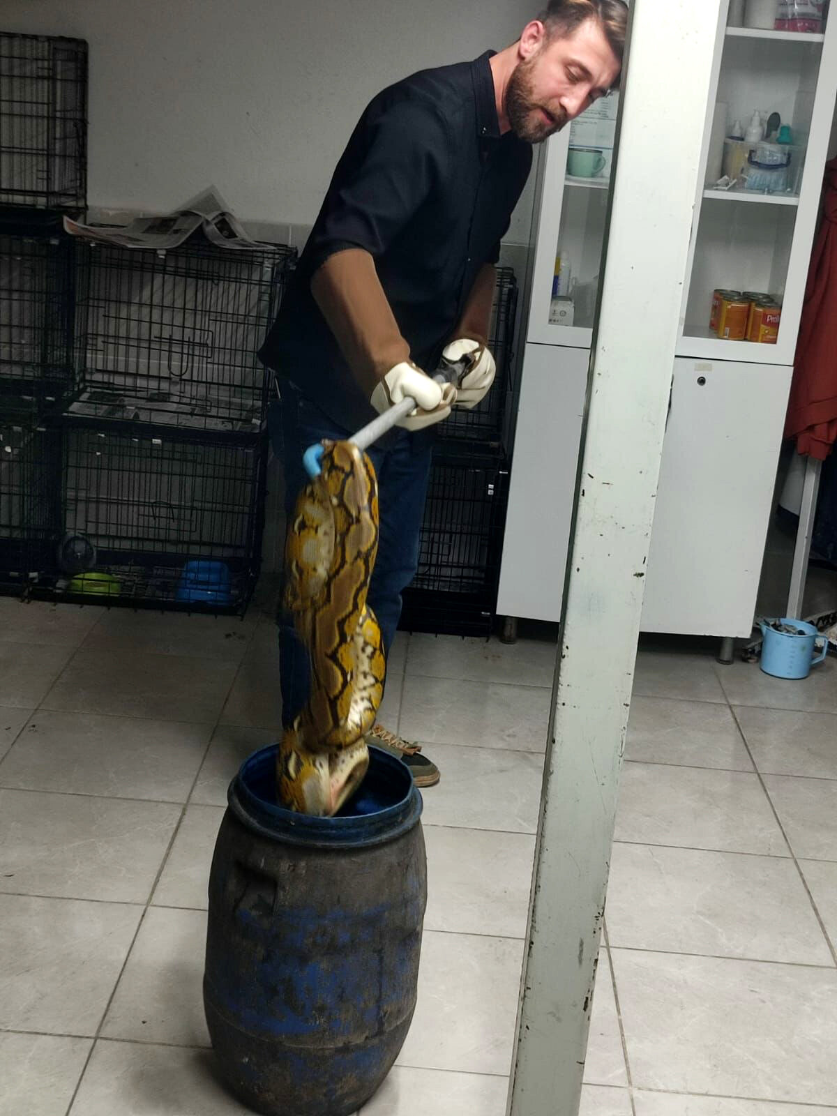 Kütahya İl Emniyet Müdürlüğü Narkotik Suçlarla Mücadele Şube Müdürlüğü ekiplerince Polis Kontrol Noktası’nda durdurulan İstanbul - Antalya seferini yapan şehirlerarası otobüste yapılan kontrollerde kime ait olduğu bilinmeyen karton kutu içerisinde piton yılanı tespit edildi. 