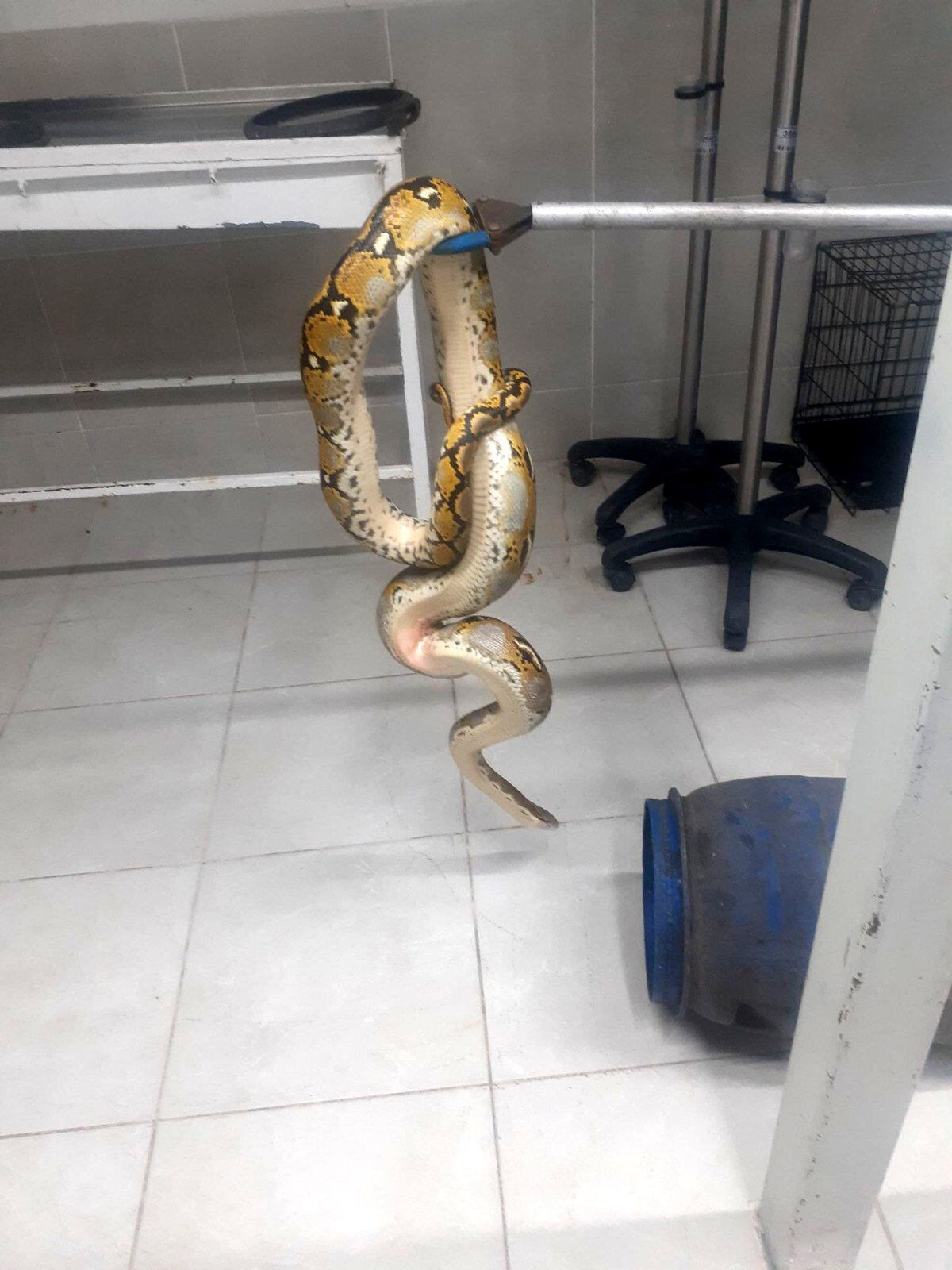 Kütahya Doğa Koruma ve Milli Parklar Müdürlüğü (DKMP) ekiplerince teslim alınan piton yılanı önce Kütahya Belediyesi Hayvan Bakımevine götürüldü daha sonra Eskişehir Büyükşehir Belediyesine ait Hayvanat Bahçesine teslim edildi.