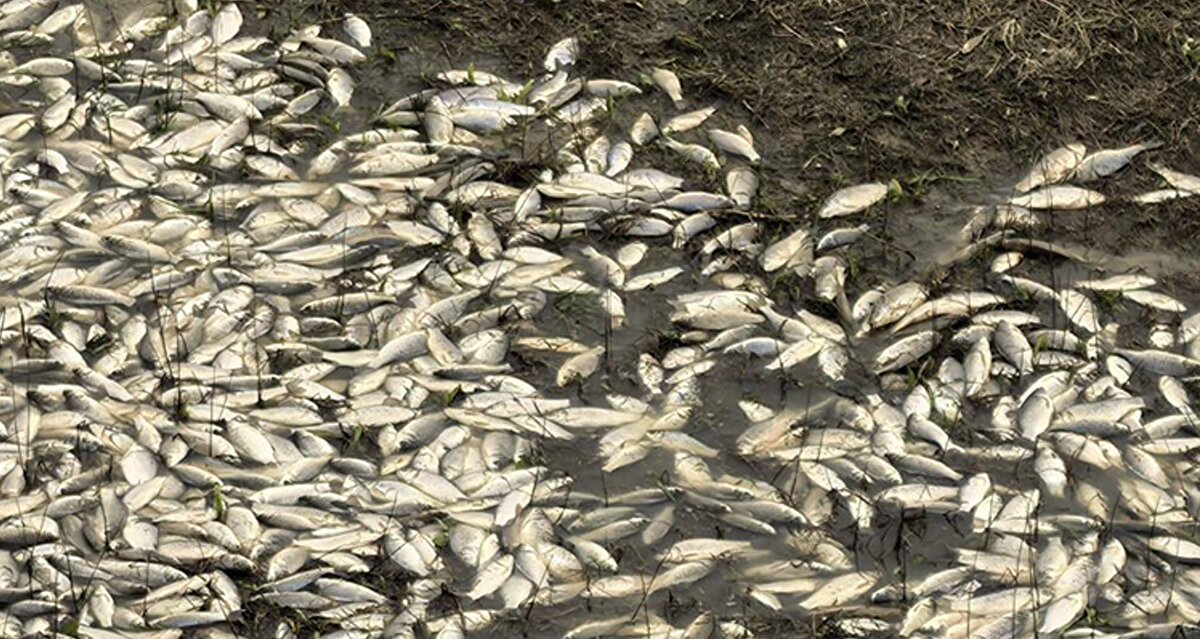 Olayı gören vatandaşlar, elleriyle balıkları toplayıp akşam iftar yemeğinde yemek için evlerinde götürürken, İnegöl Kaymakamlığından balık ölümleri ile ilgili yazılı açıklama yapıldı. Tarım ve Orman İlçe müdürlüğü ekipleri de sudan numune aldı.