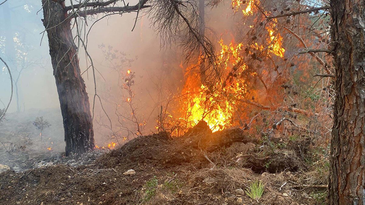 Orman Bölge Müdürlüğü 4 uçak, 2 helikopter, 19 arazöz, 10 su tankeri ve 210 personelle yangına müdahale etti. Yangın, havadan ve karadan yapılan 2,5 saatlik müdahalenin ardından saat 17.30 sıralarında söndürüldü.