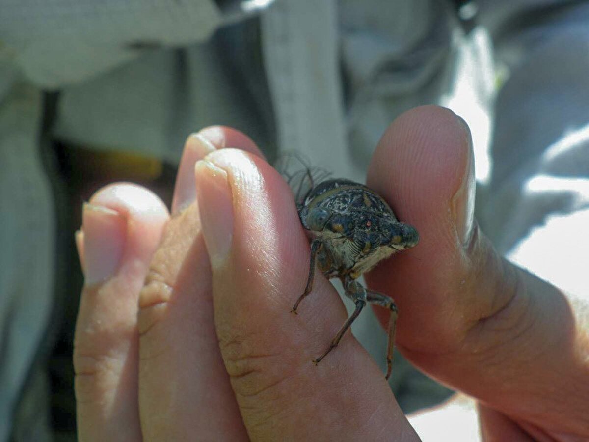 Kırşehir’de arazi çalışmaları sırasında yeni bir böcek türü keşfedildi. Doç. Dr. Mahmut Erbey tarafından toplanan örnekler önce Kırşehir Ahi Evran Üniversitesi Fen Edebiyat Fakültesi’ndeki Entomoloji Laboratuvarı’na getirildi, ardından konunun uzmanı Hatay Mustafa Kemal Üniversitesi Fen Edebiyat Fakültesi Zooloji Anabilim Dalı’nda görev yapan Dr. Öğretim Üyesi Ersin Demirel’e gönderildi. Demirel ise yeni böcek türüne eşinin adı olan "Emine" ismini verdi. Türle ilgili veriler hazırlanarak bilimsel yayın aşamasına geçilmesinin ardından ilgili makale "Zootaxa Dergisi"nde yayınlandı.<br><br>"Teşhis aşaması en kritik aşamayı oluşturuyor"<br><br>Türün teşhisindeki süreçlerden bahseden Demirel, "Sürecimiz akademik çalışmalarla yaklaşık 6 ayı bulabiliyor. Ancak bu sadece yayın aşamasını kapsıyor. Buna örneklerin toplanması ve türün teşhis edilmesi süreçleri de eklenince çalışmanın tamamlanması 1 buçuk seneyi buldu. Son olarak da teşhis gerçekleştirdikten sonra eğer yayın niteliği sağlayabilecek bir malzememizin olduğuna kanaat edersek ondan sonra da yayın süreci başlıyor. Teşhisleri genel itibariyle çok eski yayınlardan yapıyoruz ve elimizde daha önce teşhis edilmiş materyallere yönelik teşhisli örnek olmadığı için teşhislerde teşhis aşaması en kritik aşamayı oluşturuyor" ifadelerini kullandı.