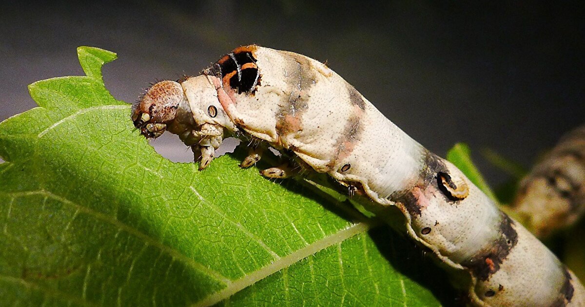 24 Nisan: İpek böcekleri yumurtadan çıkar