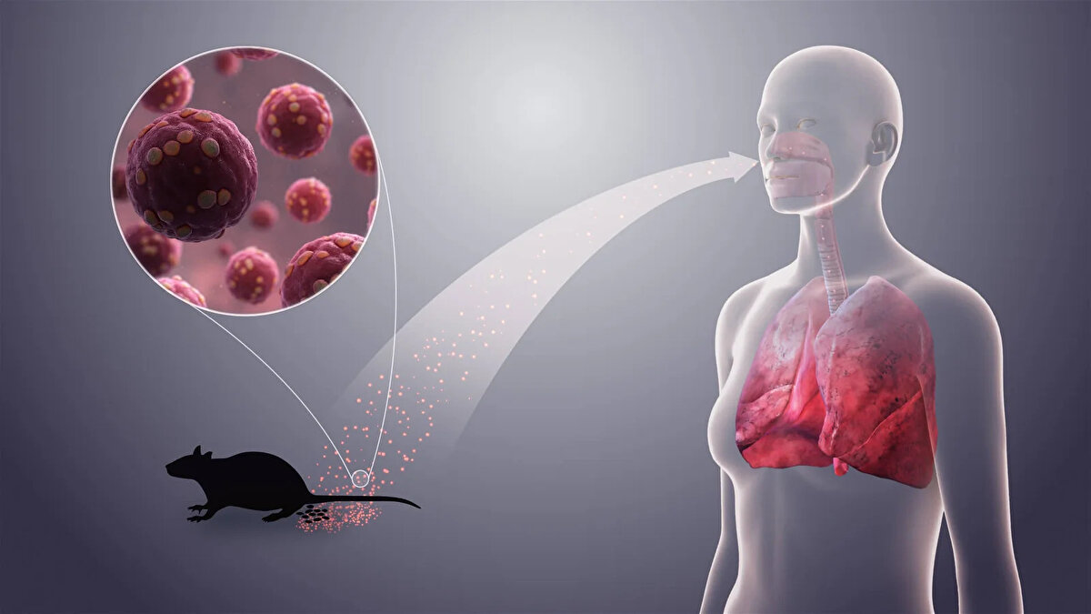 Yetkililer, vakalardan birinin, kişinin fare dışkılarını süpürmesi sonucu virüse yakalandığını, diğerinin ise kemirgen istilası yaşanan bir evde enfekte olduğunu belirtti. Ancak son vakanın bulaş kaynağı hâlâ tespit edilemedi.