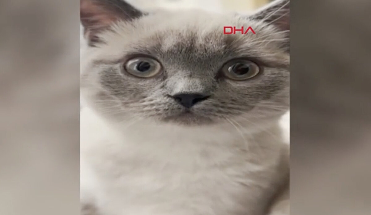 Daha önce hiç sokağa çıkmayan kedisinin kaybolması üzerine Korkmaz’ın kızı Özge Sağlam ve ailesi çevrede arama çalışması başlattı.