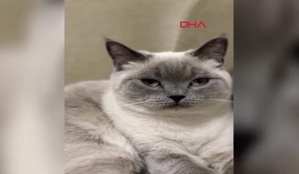 Tüm aramalara rağmen bulamadıkları kedilerini, sokakta aydınlatma direkleri ile iş yeri camlarına astığı afişlerle bulmaya çalışan anne-kız, Badem’i bulana altın ödülü vereceklerini duyurdu.