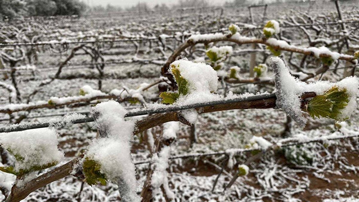 Malatya'da etkili olan kar yağışının ardından yaşanan zirai don milyonlarca kayısı ağacına zarar verdi. Dünya kuru kayısı üretiminin yüzde 85'inin karşılandığı Malatya'da akşam saatlerinde etkili olan kar yağışının ardından yaşanan zirai don kent ekonomisinin de belkemiği olan kayısıyı vurdu.Malatya genelinde tablonun çok kötü olduğuna vurgu yapan Malatya Ticaret Borsası (MTB) Başkanı Ramazan Özcan, "Dün akşam saatlerinde başlayan kar yağışının ardından yaşanan zirai dondan etkilenen kayısı bahçelerinde incelemelerde bulunduk. Gördüğümüz tablo çok vahim. Yıllık 500 milyon dolar üzerinde gelir elde ettiğimiz kayısının tamamını kaybettik" dedi. Malatya Ticaret ve Sanayi Odası Başkanı Oğuzhan Ata Sadıkoğlu, "Kayısıda meydana gelen zirai don, 6 Şubat sonrası ikinci bir afettir. Malatyamız Genel Hayata Etkili Afet Bölgesi ilan edilmeli, zarar tespitleri titiz bir şekilde yapılarak kapsamlı destekler sunulmalıdır" dedi.