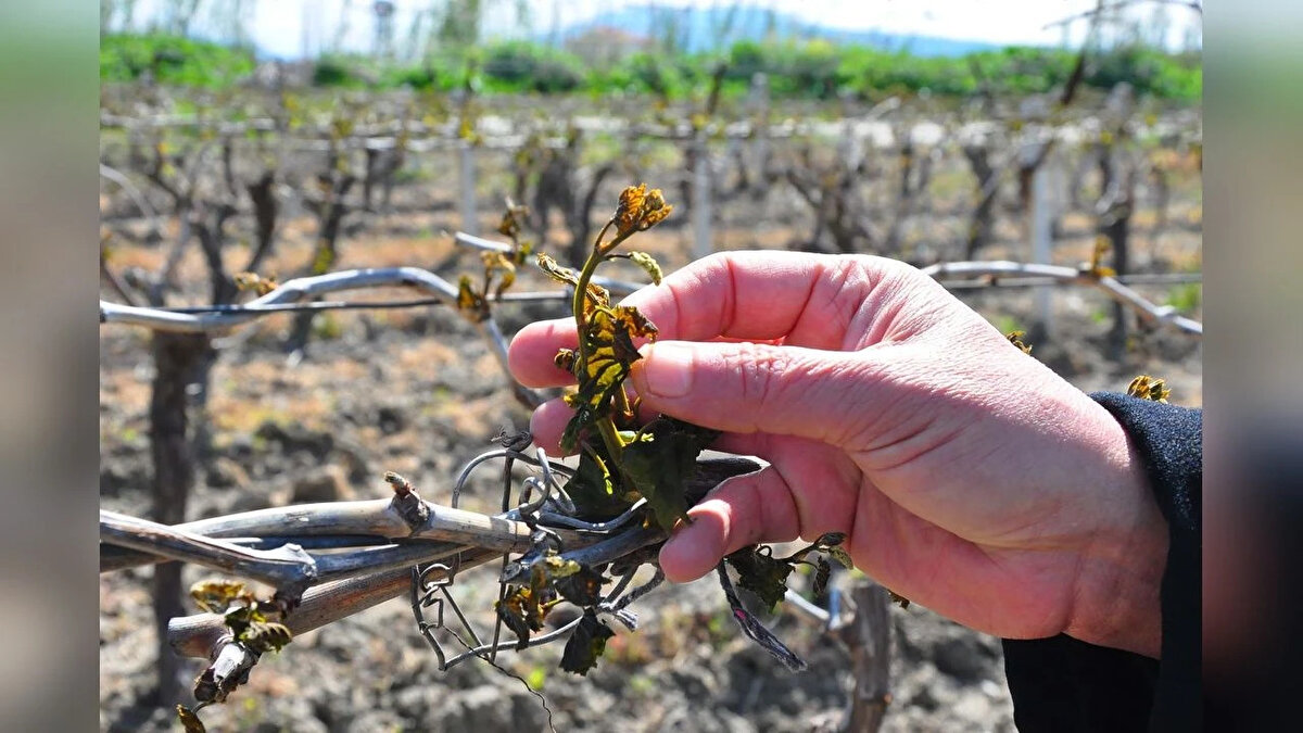 Karaman'da çiçek açan milyonlarca elma ağacını don vurdu. 16 milyonun üzerindeki ağaç sayısı ile Türkiye'de birinci durumda olan Karaman, yılda ürettiği 500 bin ton elma ile de ikinci sırada yer alıyor. Elma Üreticileri Birliği Başkanı Celil Serin ile birlikte elma bahçelerinde incelemede bulunan Karaman Ziraat Odası Yönetim Kurulu Başkanı Mehmet Bayram, sıfırın altında 11 derecelere düşen hava sıcaklıklarının elma ağaçlarında ciddi zarara neden olduğunu söyledi.