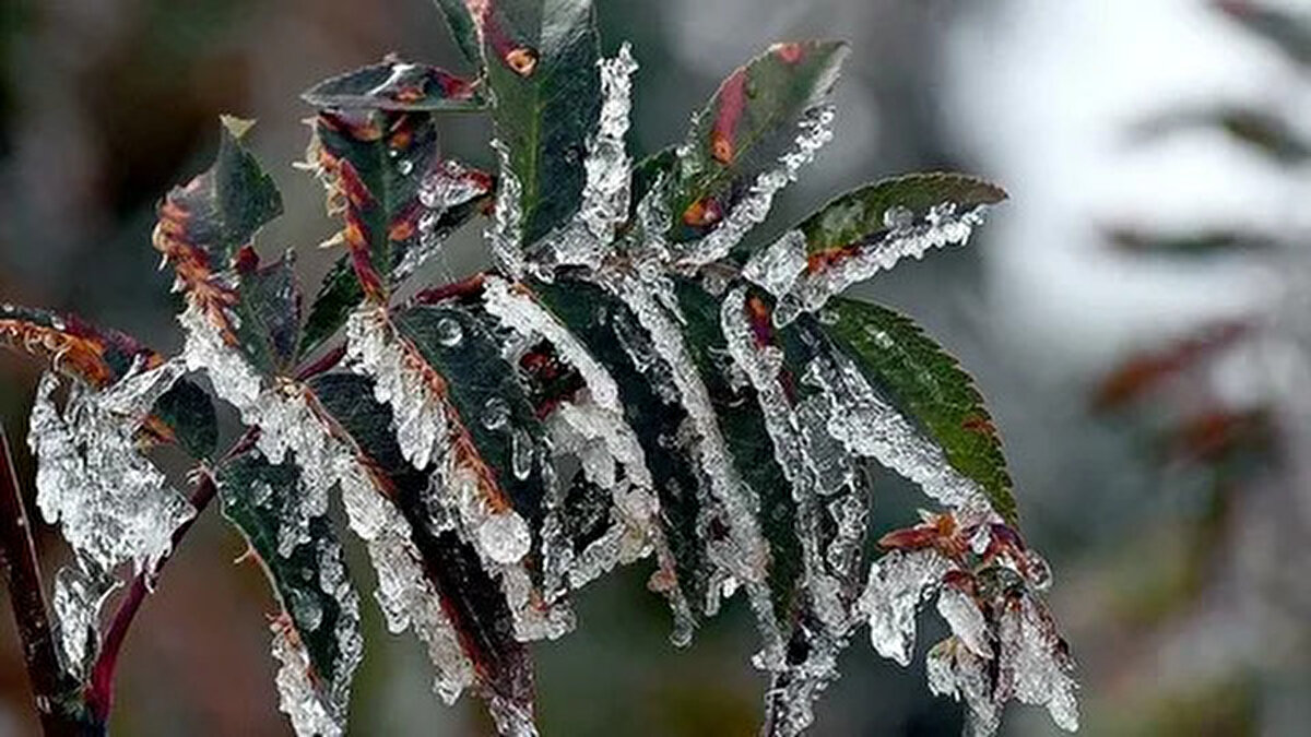 ZİRAİ DON NEDİİR?<br><br>Zirai don, hava sıcaklığının 0°C’nin altına düşmesiyle bitkilerin zarar görmesine neden olan bir hava olayıdır. Bu durumda bitkilerin hücre içindeki suyu donar ve hücre yapıları bozulur. Sonuç olarak, bitkinin büyümesi durur, yaprakları ve meyveleri zarar görür, hatta bazı durumlarda tamamen ölmesine yol açabilir.<br><br>Zirai don olayları genellikle ilkbahar ve sonbahar aylarında daha sık görülse de, kış aylarında da bazı bölgelerde tarımsal üretimi olumsuz etkileyebilir. 