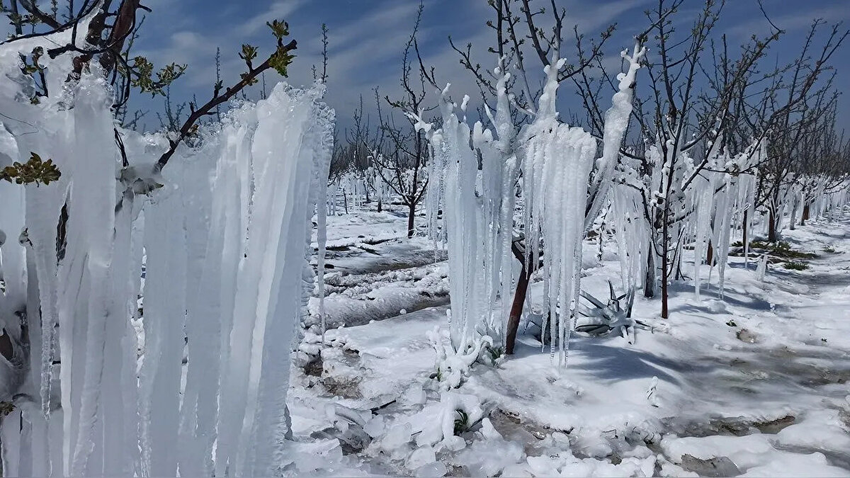 ZİRAİ DONUN BİTKİLER ÜZERİNDEKİ ETKİLERİ NELERDİR?<br><br>Don olayları, bitkinin gelişim evresine ve türüne bağlı olarak farklı derecelerde zarar verebilir. Zirai dondan korunma yöntemleri oluşturulurken mahsul üzerinde etkilerini bilmek gerekmektedir.<br><br>Özellikle:<br><br>Çiçeklenme döneminde don meydana gelirse, meyve oluşumu ciddi şekilde azalır.<br>Hasada yakın dönemde oluşan don, ürünün kalitesini ve pazar değerini düşürür.<br>Genç sürgünler ve yapraklar dondan etkilenerek bitkinin gelişimini sekteye uğratır.