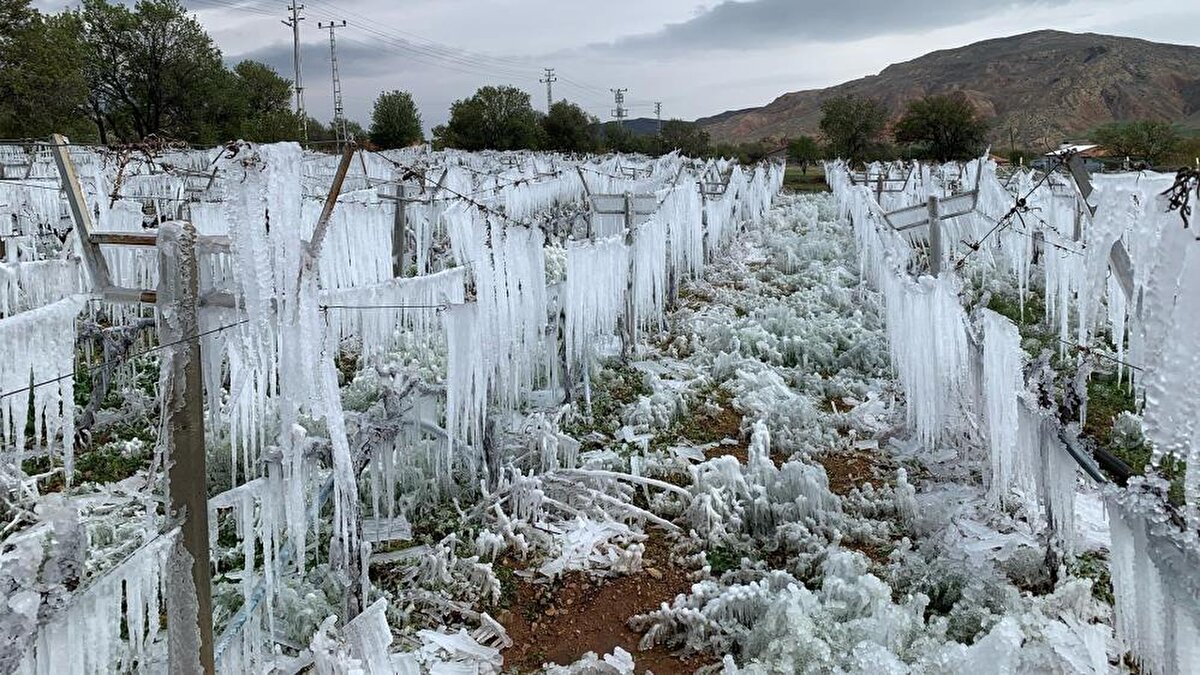 HANGİ ÜRÜNLER DAHA FAZLA ETKİLENİR?<br><br>Bazı bitkiler düşük sıcaklıklara karşı daha hassasken, bazıları daha dayanıklıdır. En çok etkilediği tarımsal ürünler şunlardır:<br><br>Meyve Ağaçları<br><br>Elma, şeftali, kayısı, erik, kiraz, armut: Erken çiçek açan türler olduğu için ilkbahar donları büyük risk oluşturur.<br>Narenciye (portakal, mandalina, limon, greyfurt): Kış aylarında don olayları narenciye bahçelerinde büyük kayıplara yol açabilir.<br>Sebzeler<br><br>Domates, biber, patlıcan, fasulye, salatalık, kabak: Hassas sebzelerdir ve 0°C’nin altına düşen sıcaklıklarda hızla zarar görebilirler.<br>Lahana, brokoli, ıspanak, marul: Kısmen dayanıklı sebzeler olsa da uzun süreli düşük sıcaklıklarda zarar görürler.<br>Tarla Bitkileri<br><br>Mısır, pamuk, ayçiçeği: Bu bitkiler sıcak iklim bitkileri olduğu için soğuğa karşı oldukça hassastır.<br>Buğday, arpa, çavdar: Daha dayanıklı tahıllardır ancak aşırı don olayları büyümeyi durdurabilir.