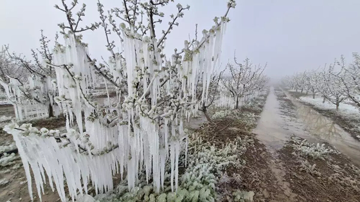 NASIL ÖNLEMLER ALINABİLİR?<br><br>Üreticiler, zirai don önlemleri alarak olası zararları en aza indirebilirler. Zirai don olayından korunma yöntemleri arasında meteorolojik uyarıları takip etmek, bitkileri örtüyle korumak ve sıcak hava akışı sağlamak gibi önlemler bulunur. Bu yöntemler sayesinde don riskine karşı daha hazırlıklı olunabilir.<br><br>Meteoroloji Genel Müdürlüğü’nün günlük don tahmin raporlarını takip ederek önlem almak önemlidir.<br>Hassas bitkileri tül, naylon veya don örtüleriyle kaplamak, sıcaklığı bir nebze koruyarak zararı azaltır.<br>Don olayından önce bitkilerin toprağını sulamak, sıcaklığın düşmesini yavaşlatır ve don riskini azaltır.<br>Büyük ölçekli tarım alanlarında kullanılan rüzgar pervaneleri ve soba sistemleri, sıcak hava akışı sağlayarak donun etkilerini azaltabilir.<br>Zirai donla mücadele etmek ve zirai don önleme yöntemlerini etkili şekilde uygulamak için tarım teknolojilerinin sağladığı erken uyarı sistemleri, hassas iklim takibi ve akıllı sulama yöntemleri büyük önem taşır. Modern tarım çözümleri sayesinde üreticiler don riskini önceden tespit edebilir ve doğru önlemleri zamanında alarak verim kaybını en aza indirebilir.