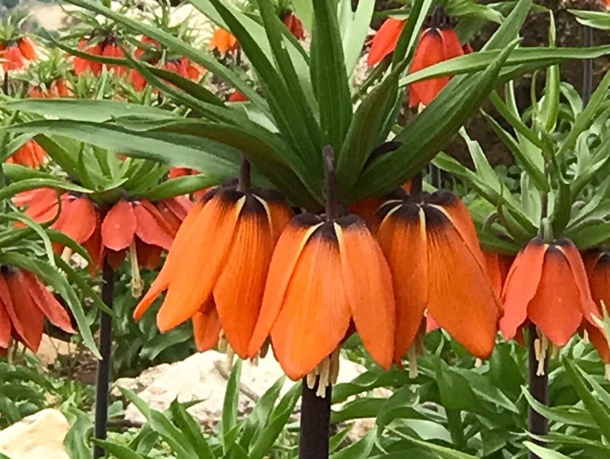 7 yıldır Sason’da görev yaptığını belirten doğa severlerden öğretmen Cihan Sever, şelaleleriyle, doğasıyla Sason’un coğrafyasına olan hayranlığını dile getirdi. Ters lalelerin büyüleyici olduğunun altını çizen Sever, "Sason Güneydoğu’da, Batman’ın ilçeleri arasında yeşilliği ile dikkat çeken bir ilçemiz. Bugün güne doğa yürüyüşüyle başladık. Sonra da ters laleleri görmek için Şilek Yaylasına geldik. Yılda genellikle 15 gün kadar açık kalıyorlar. Bunların diğer bir ismi de ağlayan gelindir. Nedeni ise içlerindeki çiçeklerin su toplamasıdır. O sular da gözyaşı gibi damlamaktadır. Bu coğrafyada Sason Yücebağ beldesi ve diğer bazı yerlerde de yetişmektedir. Ayrıca bu ilçe sadece ters lalesiyle değil, kar tünelleriyle de farklı özellikleriyle de dikkat çekmektedir. Tüm doğa severleri bekliyoruz" diye konuştu.