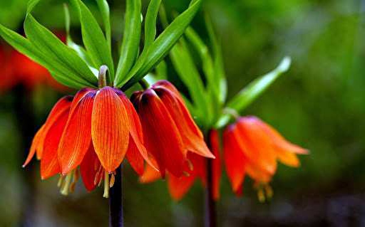 Doğa fotoğrafçısı Sabahattin Atalay, ters lalelerin fotoğrafını çekmek için zorlu bir yolculuğu göze aldıklarını söyledi. Amatör fotoğrafçılarla birlikte geldikleri Şilek Yaylasında bu yıl da ters lalelerin fotoğrafını çekmenin sevincini yaşadığını belirten Atalay, "1 saatlik araç yolculuğunun ardından 1 saat de gerçekleştirilen zorlu yürüyüşün ardından ulaştık. Şuan ters lalelerin açma zamanıdır, 15 güne kadar tam olarak açmış olacaklar. İlçemizde burası gibi birkaç yer var ama burası Şilek Yaylasının ulaşımı kolay olduğu için buraya geldik. Tüm ziyaretçileri burayı görmeye bekliyoruz. Bu manzara başka yerde yok. Endemik bir bitkidir her yerde yetişmiyor. Bu bitkinin yetiştiği ender yerlerden biri de Sason ilçesidir" dedi.