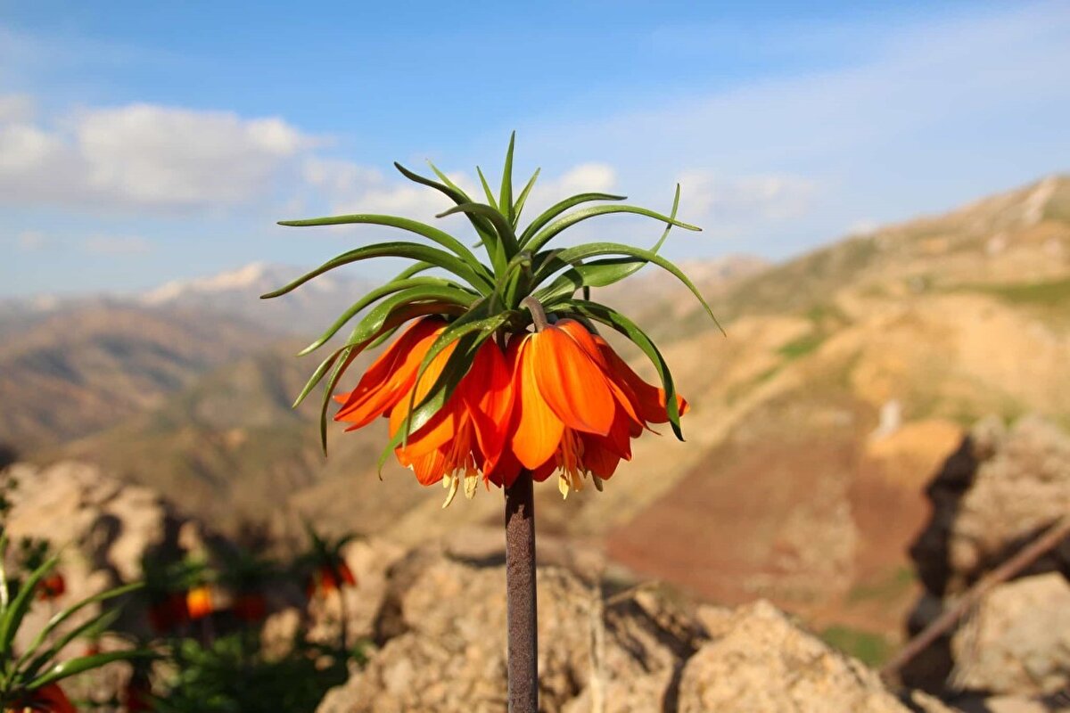 Sason ilçesindeki 2 bin 820 rakımlı Mereto Dağının eteklerinde bulunan ve Osmanlı sultanlarından Yavuz Sultan Selim’in 1514 yılındaki Çaldıran Seferi sırasında konakladığı Sultan Yaylası başta olmak üzere Helkıs ve Singıtur Dağı zirveleri ile Şilek Yaylası ve Kaşyayla’da açan ters laleler, doğa severlerden yoğun ilgi görüyor. Doğa severler, sabahın ilk ışıklarıyla yaklaşık bir saatlik zorlu parkurun ardından ulaştıkları ters laleleri görünce hayranlıklarını gizleyemedi.