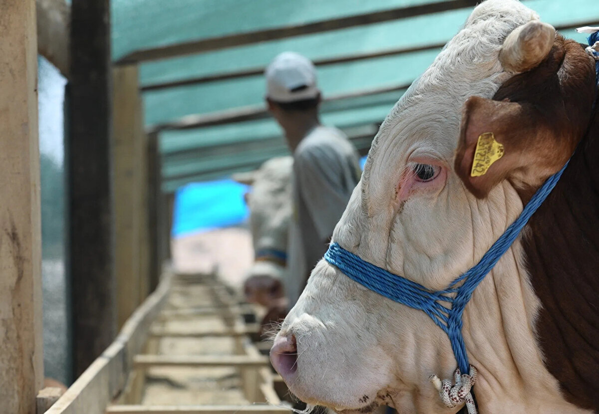 Fiyatlar, hayvanın kilosu, cinsi, yaşına bağlı et verimi gibi kriterlerin yanı sıra yetiştirildiği bölgeye göre farklılık gösterebiliyor. Doğu ve İç Anadolu gibi bazı bölgelerde pazarlıkla daha uygun rakamlarla kurbanlık bulmak mümkün olabiliyor.