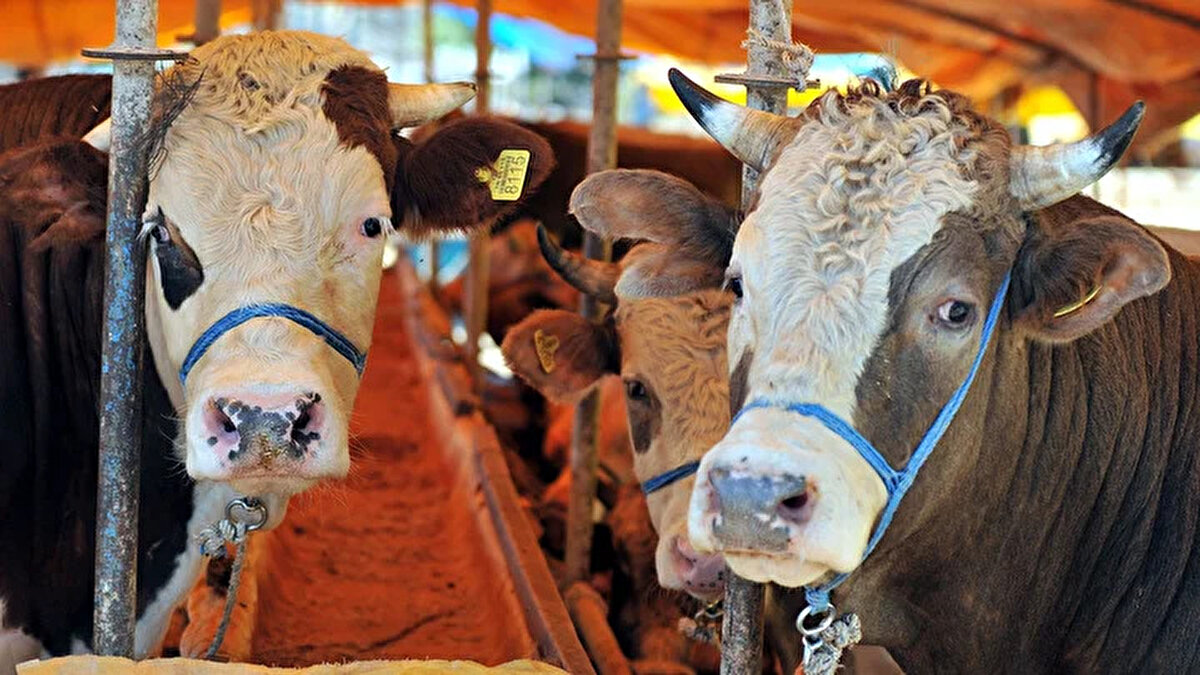 Büyükbaş kurbanlıklarda fiyat aralığı genişliyor<br><br>2025 yılı itibarıyla büyükbaş kurbanlıklara olan talebin yüksek olması bekleniyor. Et veriminin fazla olması ve hisseli kesime uygunluğu nedeniyle sık tercih edilen dana, tosun ve düve fiyatlarında bu yıl artan bakım ve yem giderleri belirleyici rol oynuyor.