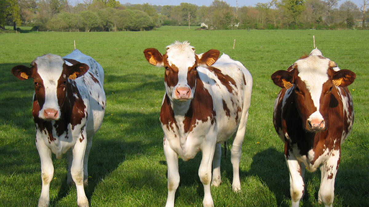 Küçükbaş hayvanlarda da talep yoğun<br><br>Kurbanlık almak isteyen ancak daha ekonomik alternatifler arayan vatandaşlar için küçükbaş hayvanlar hala cazip bir seçenek. Özellikle tek kişi ya da küçük ailelerin tercih ettiği koyun, koç ve keçi fiyatları da şekillenmeye başladı.
