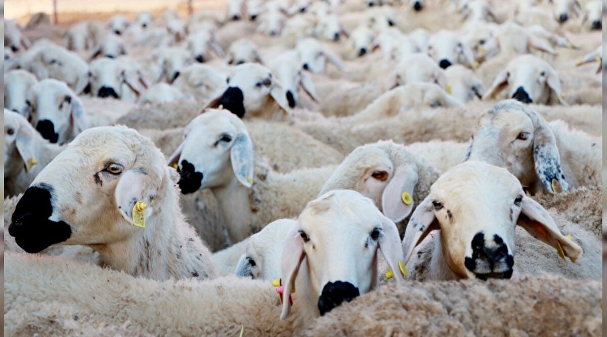 Yerli üreticilerden doğrudan yapılan alımlarda, aracı maliyetleri düşürüldüğü için daha uygun fiyatlarla kurbanlık bulunabiliyor. Ancak hayvanın fiziksel özellikleri ve yetiştiği bölge, fiyatlar üzerinde yine önemli bir rol oynuyor.