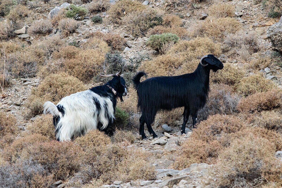 Datça'ya bağlı kırsal Hızırşah Mahallesi'nde bir keçide burun akıntısı görülmesi üzerine durum çiftlik sahipleri tarafından İlçe Tarım Müdürlüğü'ne bildirildi.