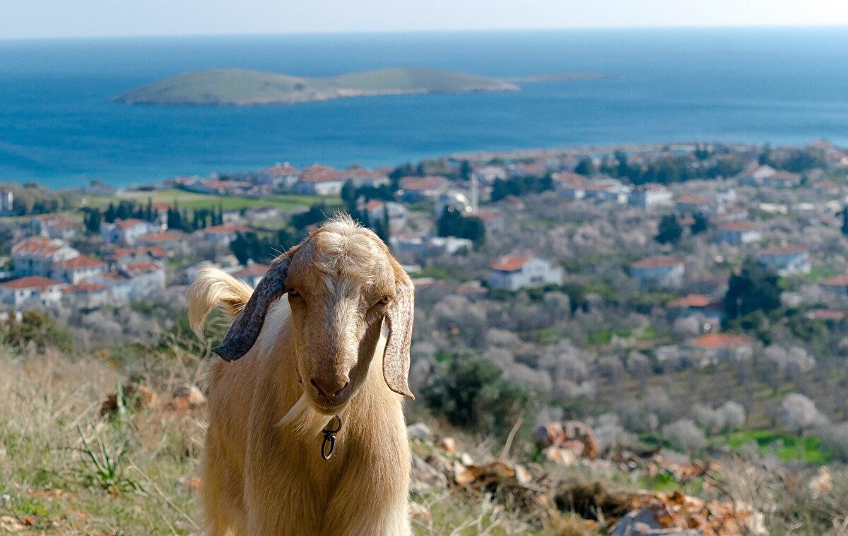 Mavi dil hastalığının 'Culicoides' cinsi sinekler tarafından bulaştırıldığı; keçi, koyun ve sığır gibi küçükbaş ve büyükbaşlarda görüldüğü, insan sağlığı açısından olumsuz bir durum olmadığı ve etlerinin tüketilebileceği belirtildi.