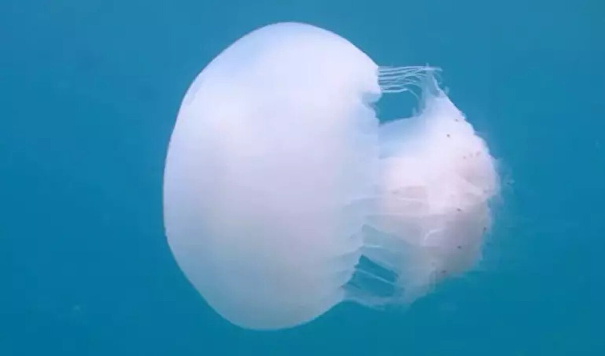 Prof. Dr. Korun, "Bahar aylarında başlayan göçler genellikle mayıstan eylüle kadar devam edebiliyor. Suların ısınması ile birlikte Levant Denizi'nde yoğun şekilde görülüyorlar" dedi.