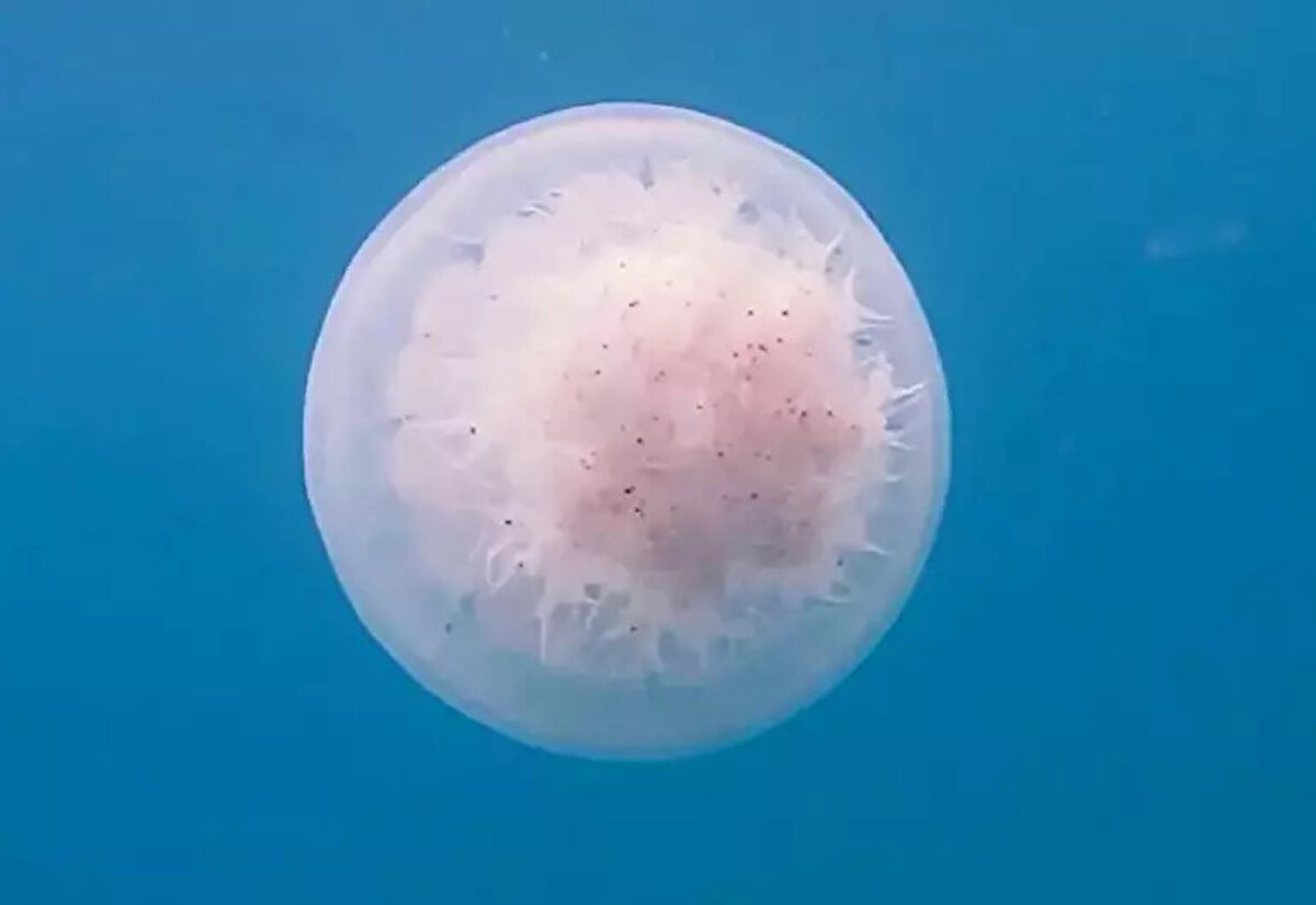 Bahar aylarının gelmesi ile denizanalarının göç mevsimi başladı. Akdeniz Üniversitesi Su Ürünleri Fakültesi Dekanı Prof. Dr. Jale Korun, suların ısınması ile kıyıya yaklaşan denizanalarıyla temasın ciddi sağlık sorunlarına yol açabileceğini aktardı.