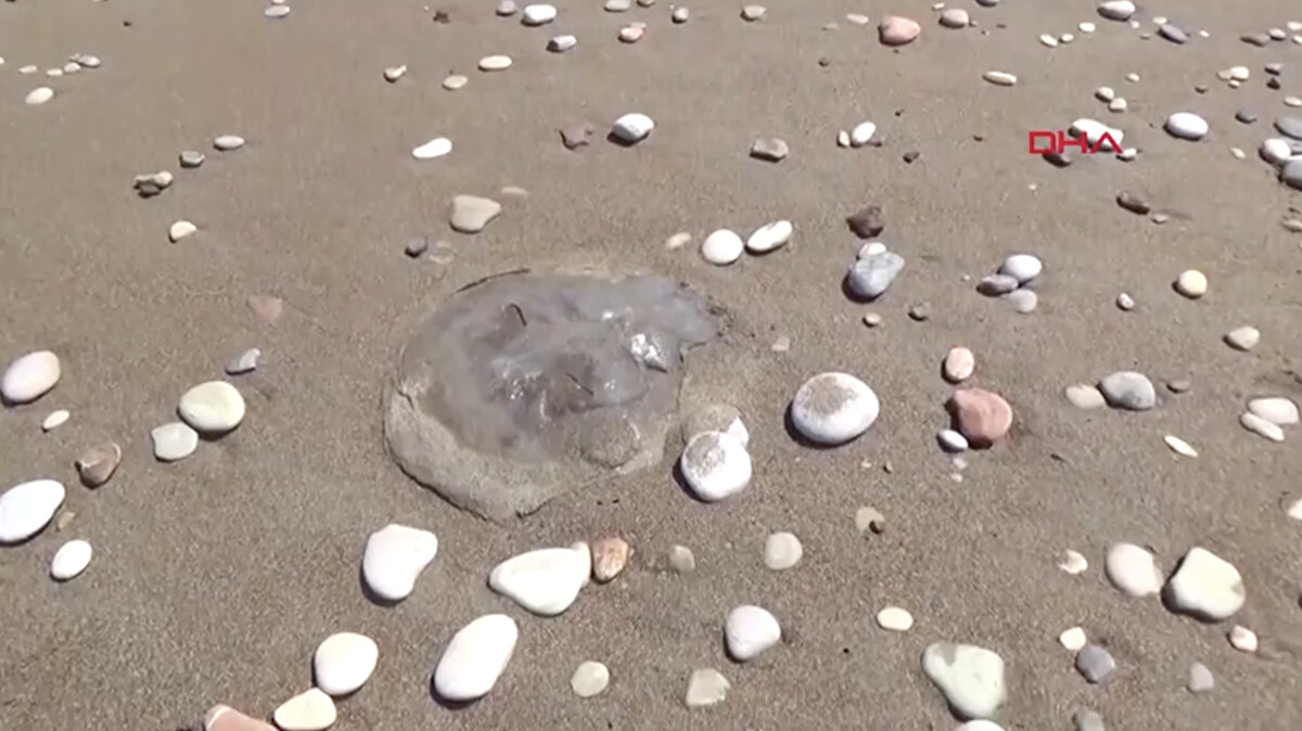 Deniz kenarında görülen denizanalarının parçalanmış olsa bile yakıcı etkisini sürdürebileceğini vurgulayan Prof. Dr. Korun, "Yeni doğmuş olabilir, iğneleri aktif olabilir. O yüzden denizin dışında sahilde de olsa çocuklar ve yetişkinler kesinlikle dokunmamalı" diye konuştu.