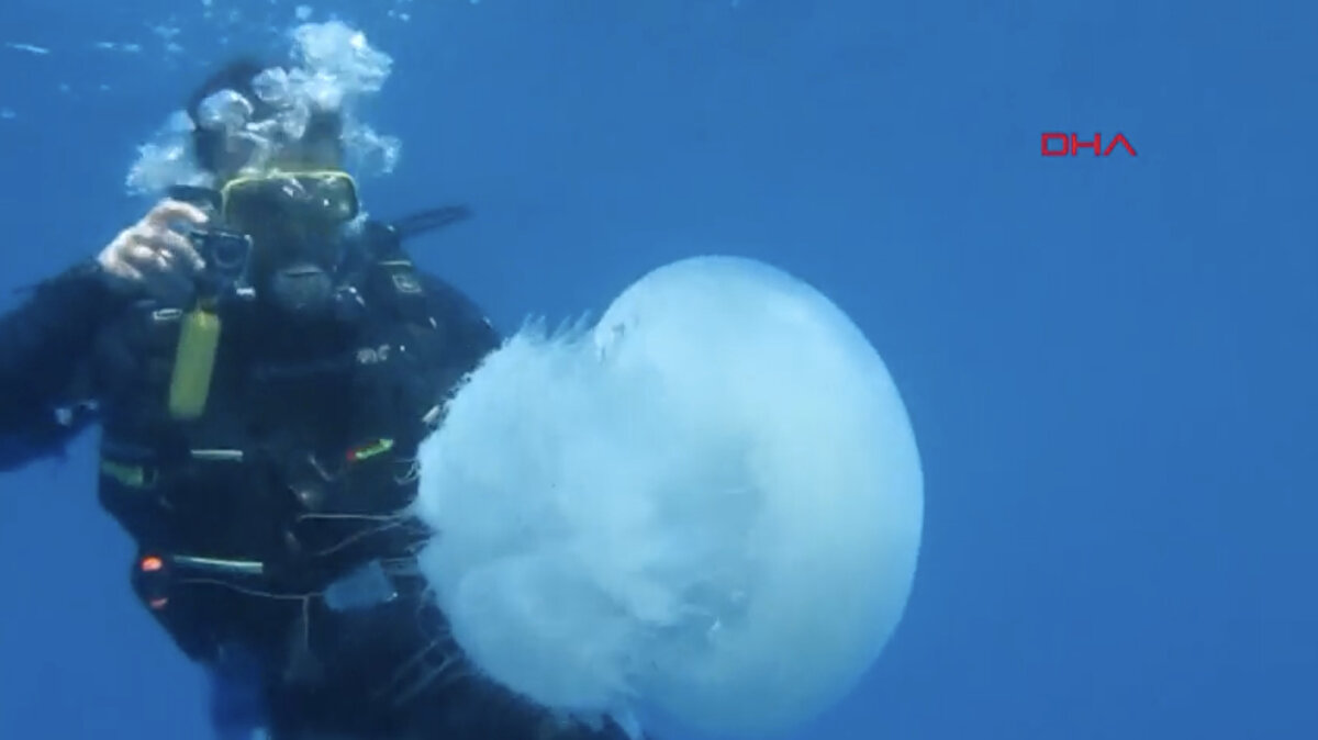 En çok görülen tür<br><br>Antalya Körfezi'nde en sık rastlanan denizanası türünün Rhopilema Nomadica olduğunu belirten Prof. Dr. Jale Korun, bu türün Doğu Afrika kökenli olduğunu, özellikle Doğu Akdeniz'de yoğun görüldüğünü söyledi.