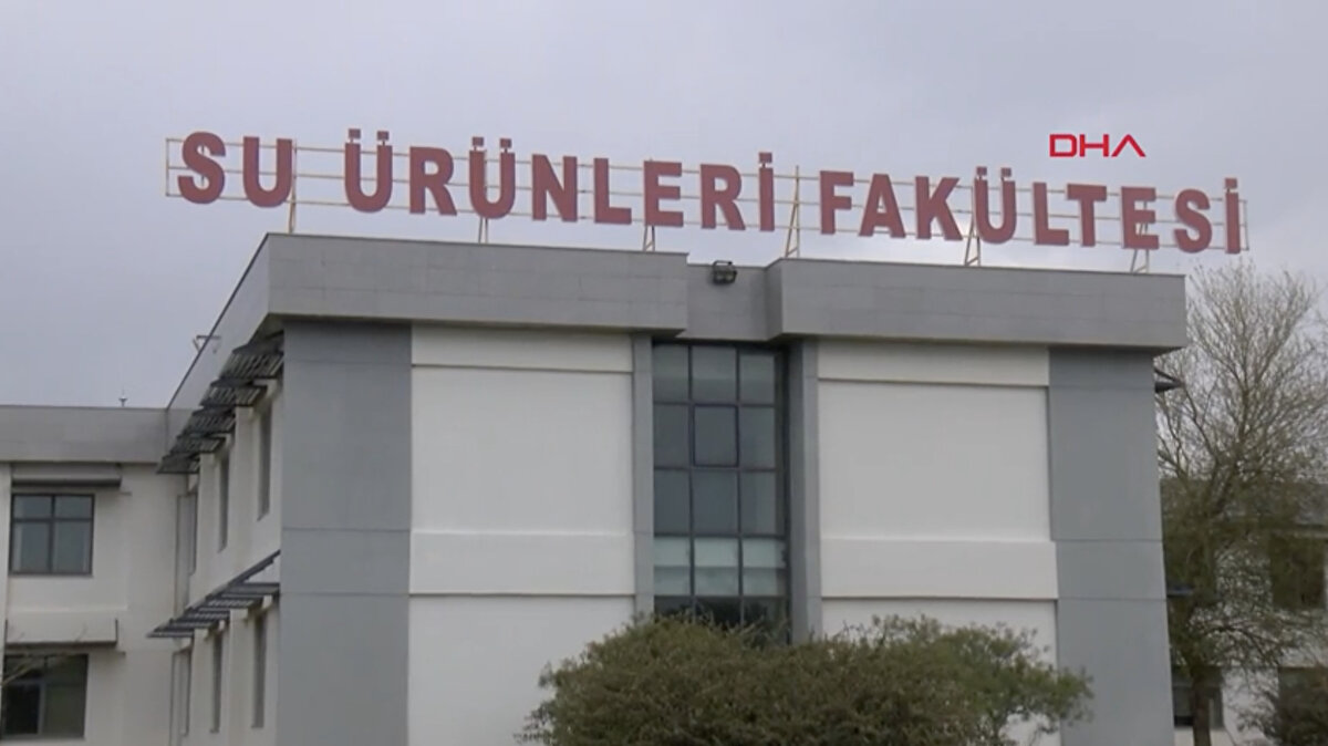 Prof. Dr. Korun, "Denizanalarının 40 kilograma kadar ulaşabilen bireyleri var. Hem boyutları hem de sürüler halinde göç etmeleri nedeniyle kıyı kesimlerinde yoğun şekilde görülüyor" dedi.