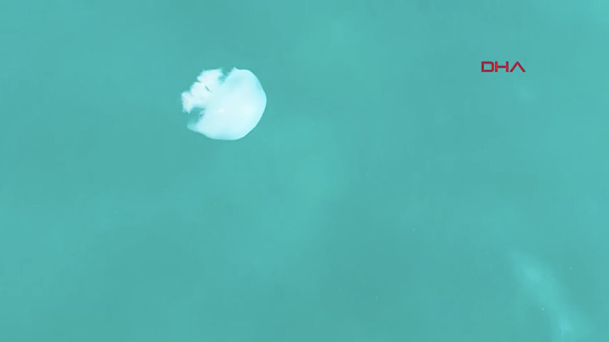 Uzun yıllar Kızıldeniz üzerinden Süveyş Kanalı yolu ile Akdeniz'e ulaştığı düşünülen türün, son araştırmalara göre Doğu Afrika'da Tanzanya açıklarında da gözlemlendiğini, gemi balast sularıyla bölgeye taşındığının ortaya çıktığını ifade eden Prof. Dr. Korun, "Rhopilema Nomadica hem balıkçılık faaliyetlerini olumsuz etkiliyor hem de temas halinde ciddi cilt reaksiyonlarına yol açabiliyor" diye konuştu.