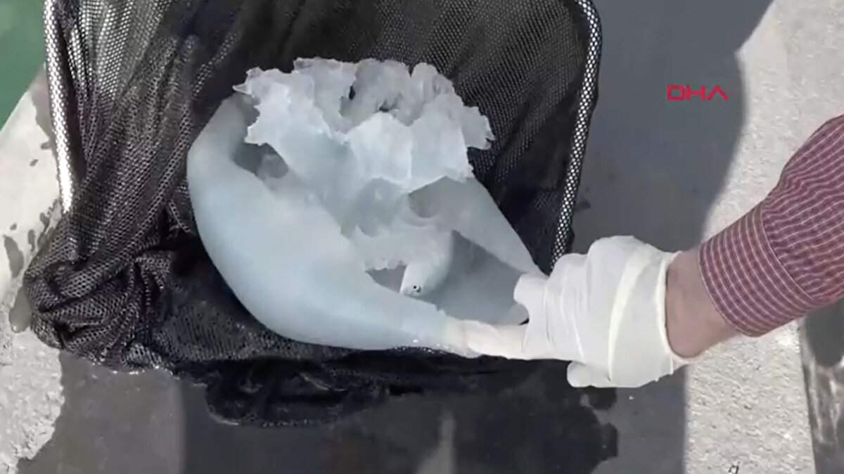 Temas uyarısı<br><br>Antalya Körfezi'nde sık görülen türlerin büyük boyutlara ulaştığını belirten Prof. Dr. Korun, "Bazı denizanaları 40 kilograma kadar ulaşabiliyor. Bu da hem görsel olarak dikkat çekiyor hem de risk oluşturuyor. Vatandaşlarımız kesinlikle temas etmemeli. Eğer temas gerçekleşirse, bölge sadece deniz suyuyla yıkanmalı. Tatlı su, sirke ya da kolonya kesinlikle kullanılmamalı ve mutlaka bir sağlık kuruluşuna başvurulmalı" dedi.