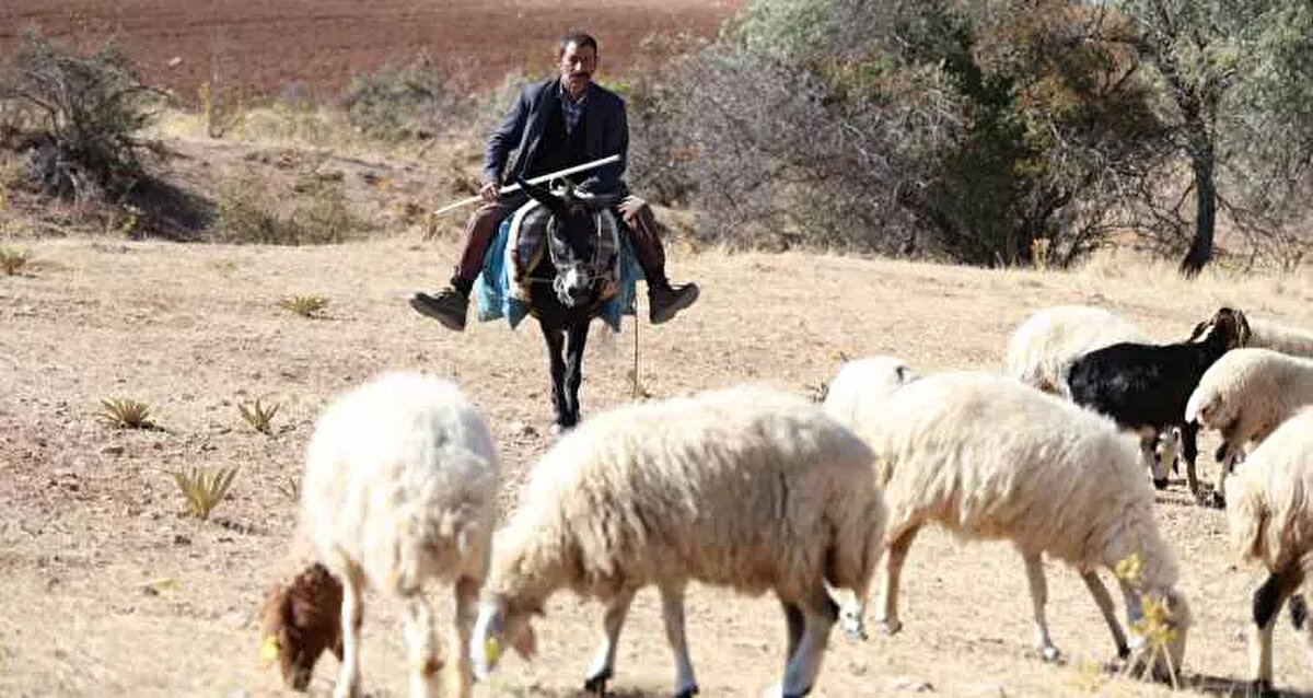 Türkiye'nin hayvancılıkta önemli bir yere sahip olduğu kentte besicileri çoban bulma telaşı sardı.