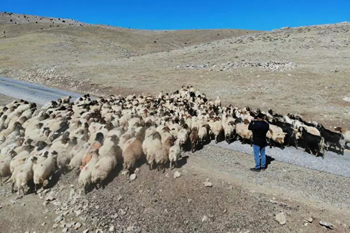 ÇOBAN BULMAK ZORLAŞTI  <br><br>Kış mevsimini geride bırakarak hayvanlarını otlatmak için meraya çıkaran besiciler, 100 bin TL maaşla çalışacak çoban bulmakta güçlük çektiklerini dile getirdi. 
