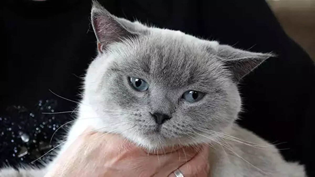 Daha önce hiç sokağa çıkmayan kedisinin kaybolması üzerine aile, sosyal medyada ilanlar paylaşıp, sokak direklerine afişler asarak ‘Badem’i’ aradı.