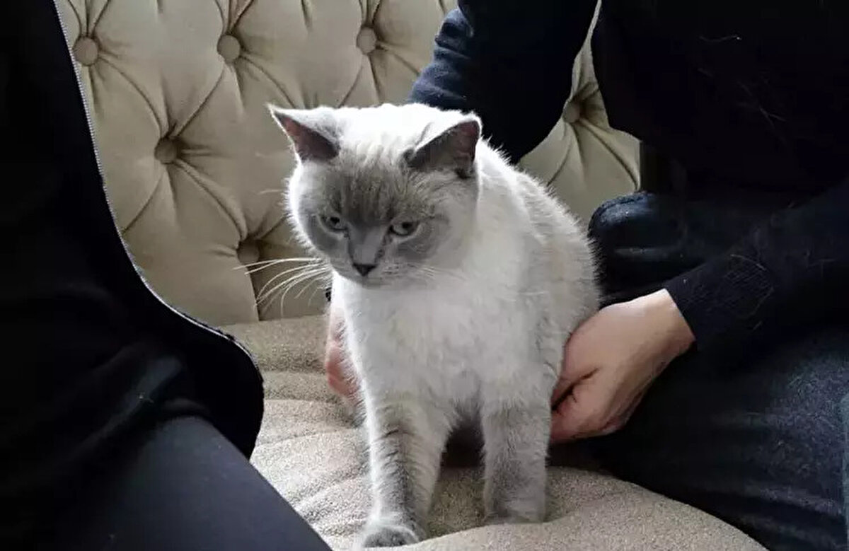 "Hayvanları korumalıyız"<br><br>Sibel Kazaz, Badem’in bulunmasına vesile olduğu için mutlu olduğunu ifade ederek, “Kedilerin benzerliğini fark edince, ilandaki numaralara videoyu gönderdik. Kedinin sahiplerine de ulaşınca, aranan kedi ‘Badem’ olduğunu doğruladık. Bu mahalle ile bulunduğu mahalle arasındaki mesafe bayağı uzak. Benim de kedilerim var bu duyguyu anlıyorum. Böyle bir şeye vesile olmak çok güzel. Duyarlı olmalı ve hayvanları korumalıyız” dedi.