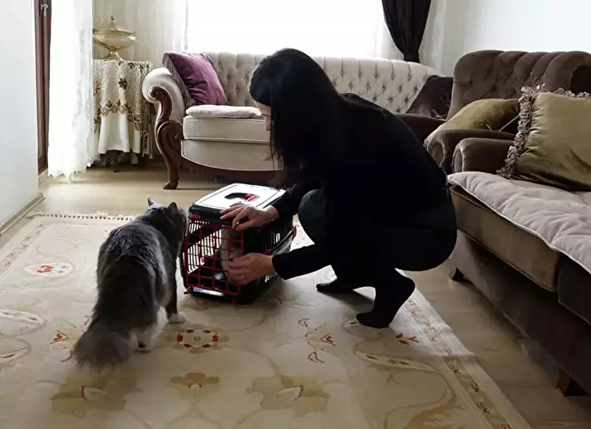 "Çok ağlamıştım, şimdi de çok sevinçliyim"<br><br>Mukadder Korkmaz da kedisine kavuştuğu için çok mutlu olduğunu söyleyerek “Çok ağlamıştım, şimdi çok sevinçliyim. Çok aradık nihayet bulduk. Umudumu kaybetmiştim, bulamayacağız diye düşünmeye başlamıştım. Çok şükür ki kavuştuk. Onu severek büyütüyoruz.<br><br>Buradan o mesafeye kadar gitmesi akıl işi değil. Biraz ürkek, korkuyor inşallah düzene girer. Onları koruyup kolluyoruz. Dışarıyı merak ediyordu herhalde, sonucunda yine bize geri geldi. Çok mutluyum” dedi.