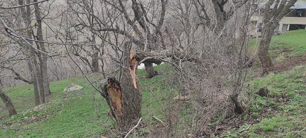 Yapılan çalışmalarda 50'den fazla evin çatısının uçtuğu, 100'den fazla ceviz ve meyve ağacının devrildiği tespit edildi.